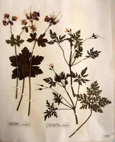 planche d'herbier : geranium macrorrhizum geranium robertianum 