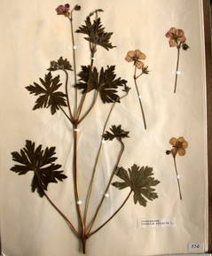 planche d'herbier : Geranium palustre