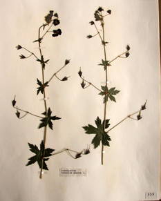 planche d'herbier : Geranium phaeum