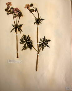 planche d'herbier : Geranium pratense