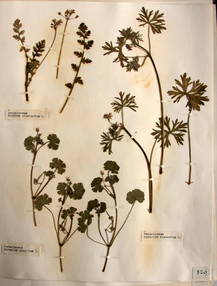 planche d'herbier de geranium