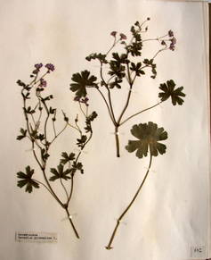 planche d'herbier : Geranium pyrenaicum