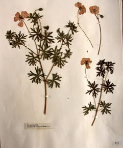 planche d'hetrbier : Geranium sanguineum