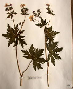 planche d'herbier : Geranium sylvaticum