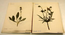 Planches de l'Herbier Grauvogel