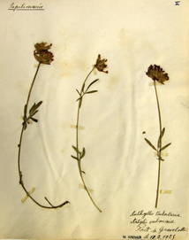 Planche d'herbier d'Anthylis vulneraria