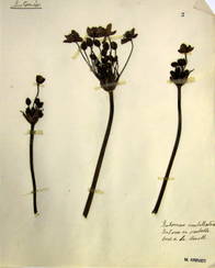 Planche d'herbier de Butomus umbellatus