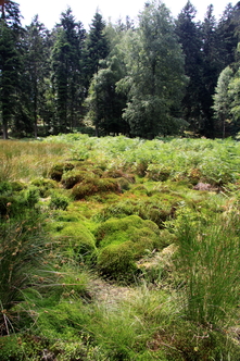 Tourbière